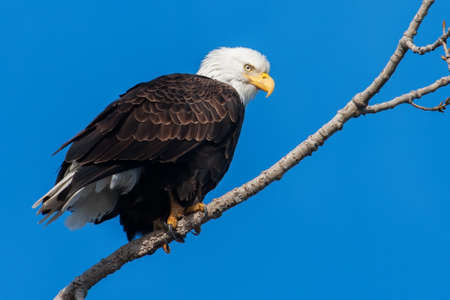 American Bald Eagle perched in a tree
