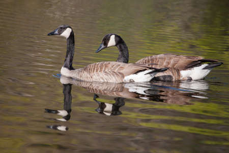 Two Canadian Geese swimming in a pondの写真素材