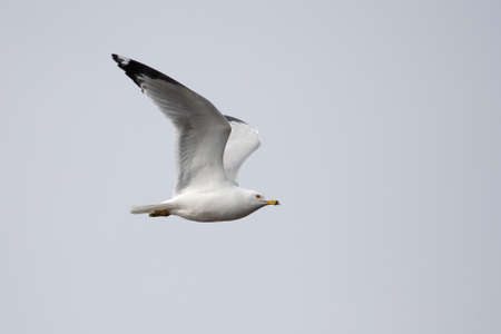 Seagull in flight looking for a meal.