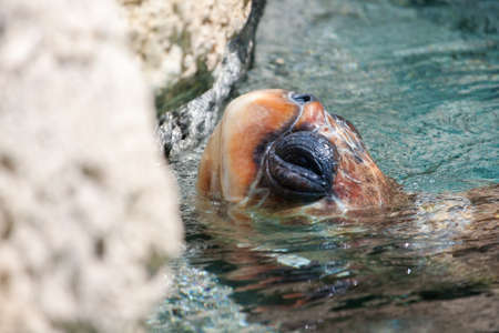 Sea Turtle Under Water a near rock
