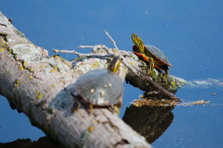  Painted Turtles Basking in the Sun on a log