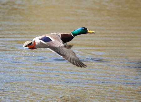 Mallard in flight and ready to land.