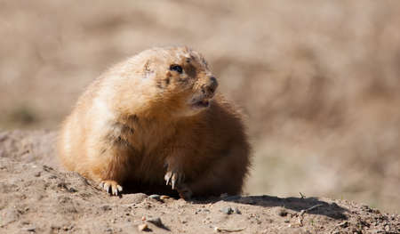 Prairie dog on a rock looking into the camera.の写真素材