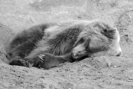 Brown Bear in the wild laying down in black and white in soft focusの写真素材