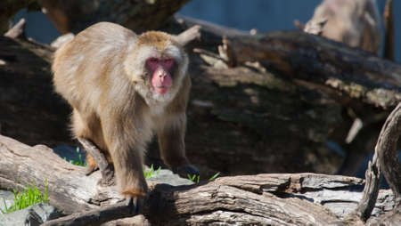Macaque (Snow) Monkey's climbing on some logs in soft focusの写真素材