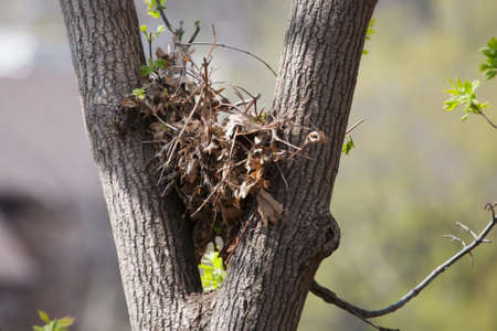 Tree squirrel nest high up in a leafy tree in soft focusの写真素材