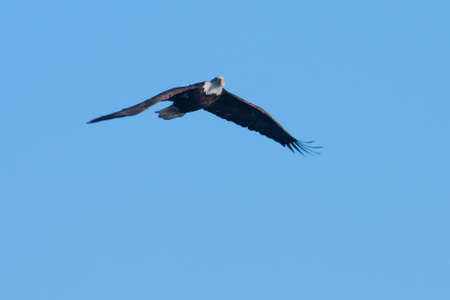 An image of an American Bald Eagle in Flight.