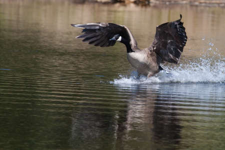 Canadian geese landing in the water on a lakeの写真素材