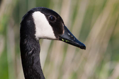 Canadian Goose stopped to pose for a picture.の写真素材