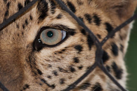 Amur Leopard looking through a fence ata zooの写真素材