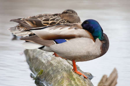 Pair of mallards on the autumn river の写真素材