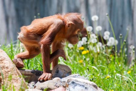 Baby orangutan climbing on a bunch of rocks
