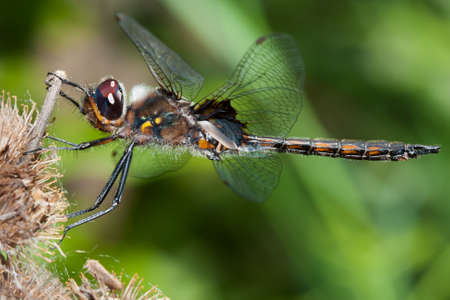 Twelve Spotted Skimmer Dragonly perched on a bush branch.の写真素材