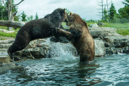 Two Grizzly (Brown) Bears Fighting and playingの写真素材