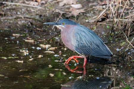 Green Heron (Butorides virescens virescens) fishing for a meal.の写真素材