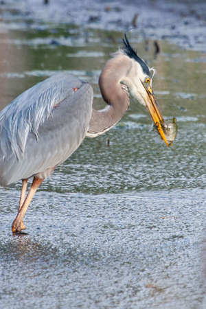 Great Blue Heron fishing in the low lake waters.の写真素材