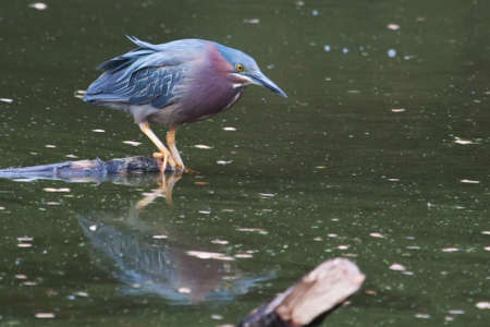 Green Heron hunting on water in his habitatの写真素材