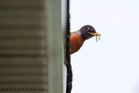 Robin bird with many worms in its beakの写真素材