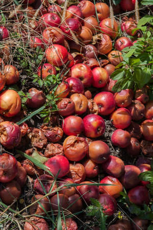 Rotten apples piled up on the ground by a tree.