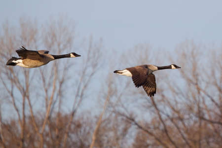 Two Canadian Geese Flying low in formation.の写真素材