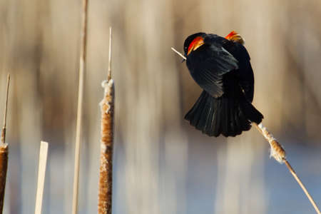 Male Red-winged Blackbird perched on cattails.の写真素材