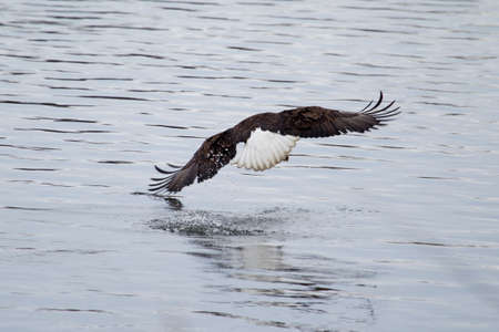 American Bald Eagle flying to spot some fish.