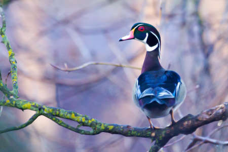 Colorful Drake Wood Duck perched in a tree.の写真素材