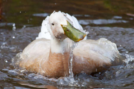 White duck with green bill splashing in a small pond.の写真素材