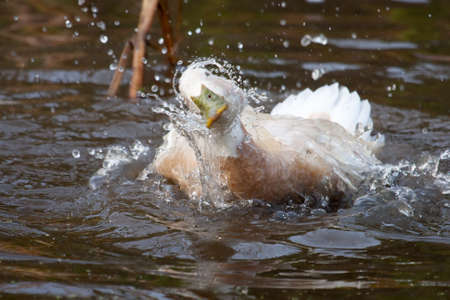 White duck with green bill splashing in a small pond.の写真素材