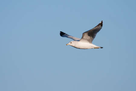 Seagull in flight looking for a meal.
