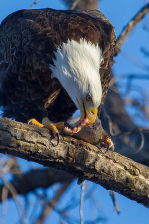 American Bald Eagle perched in a tree eating.の写真素材