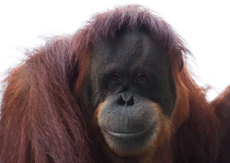 Orangutan looks over the crowd at the local zoo.の写真素材