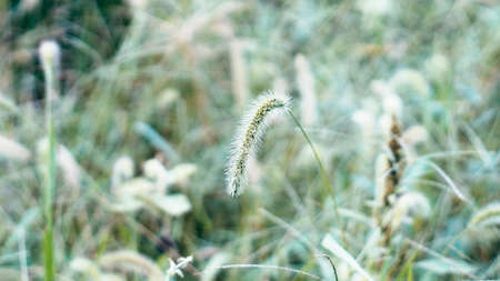 Setaria viridisの写真素材