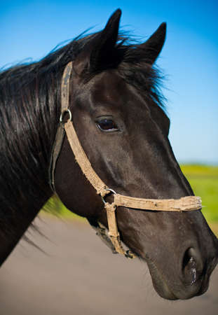 Horse headの写真素材