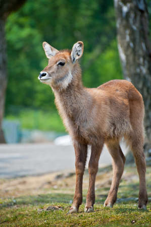 Fawn in parkの写真素材