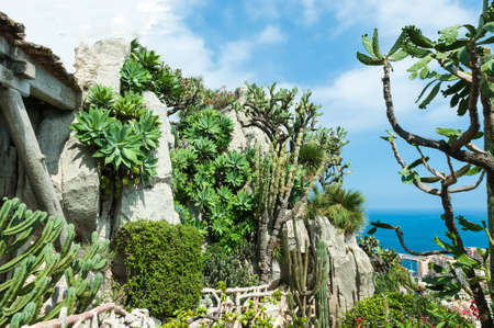 A fragment of a garden of cacti and succulents in Monaco  Jardin Exotique de Monaco 