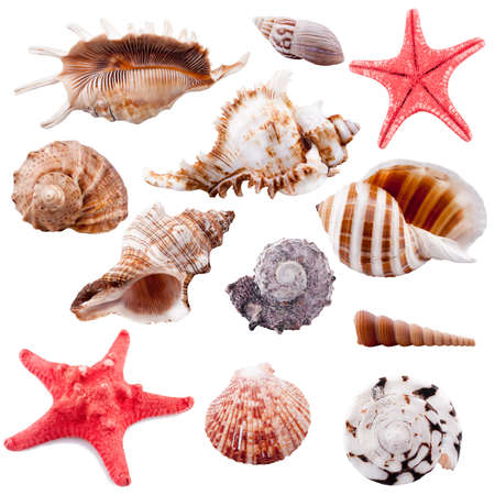 Shell collection, isolatedの写真素材