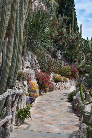 Fragment of a garden of cacti and succulents in Monaco. Jardin Exotique de Monaco.の写真素材