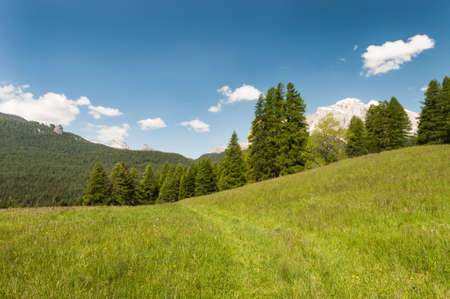 Sunny green alpine meadow with blue skyの写真素材