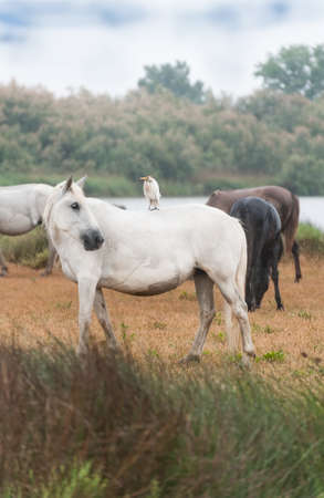 Heron riding on a white Camargue horsesの写真素材