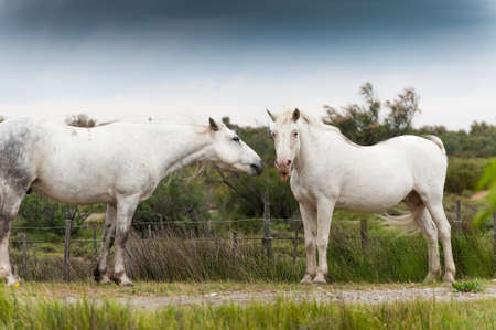 White Camargue horse shows tongueの写真素材