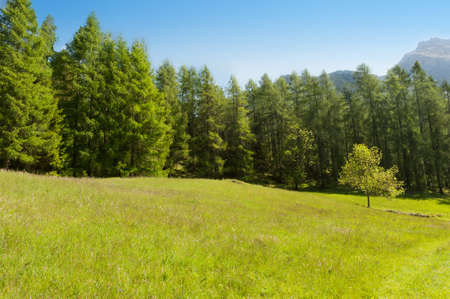 Sunny green alpine meadow with blue skyの写真素材