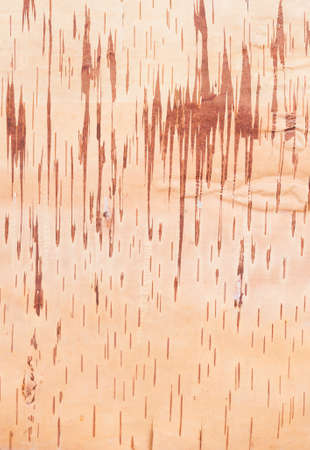 Karelian birch bark background, the inner sideの写真素材