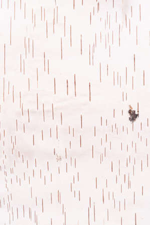 Karelian birch bark background, the front sideの写真素材