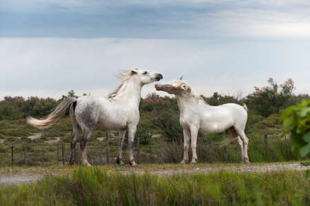 Playing two white Camargue horsesの写真素材