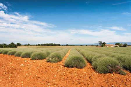Field of lavender blossoms against the blue sky and red groundの写真素材