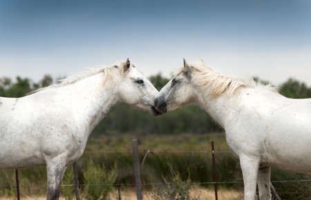 Two love each other white Camargue horsesの写真素材