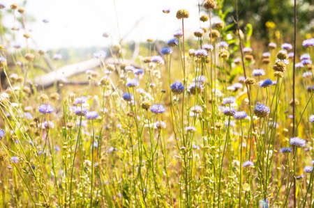 Sunny meadow with purple flowers in the foregroundの写真素材