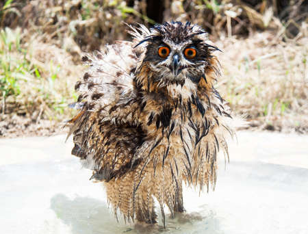 Wet bathing Eurasian Eagle-Owl の写真素材