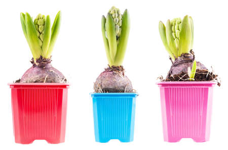 Set of three blossoming hyacinth, isolatedの写真素材